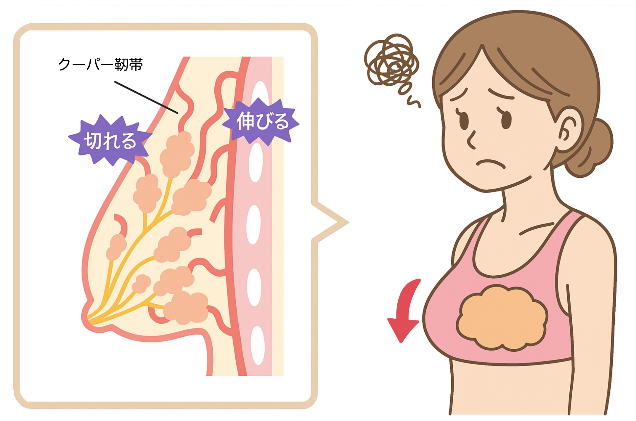 バストの科学的根拠図解